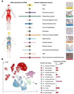 Deciphering the HLA-E immunopeptidome with mass spectrometry: an opportunity for universal mRNA vaccines and T-cell-directed immunotherapies